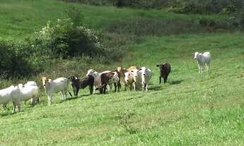 Imagem 6: Fazenda com 1065 hectares Jiquiriça
