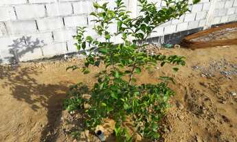 Imagem 5: Arquipélago de Manguinhos, ja murado, lote com 653M² fundos para a reserva pronto para co