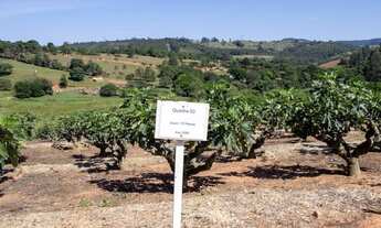 Imagem 5: Sítio à venda, 57000 m² por R$ 1.300.000 - Morungaba - Morungaba/SP