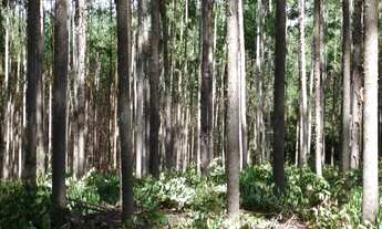 Imagem 2: Terreno 132 ha com Reflorestamento