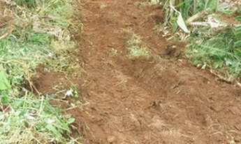Imagem 7: Fazenda de café orgânico no sul de Minas
