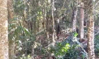 Imagem 2: Excelente Chácara Sem Benfeitorias