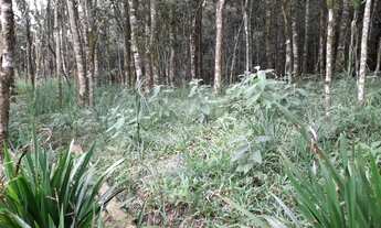 Imagem 4: Excelente Chácara com 4.500 m2 Muricy 290.000.00