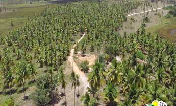 Imagem 4: Fazenda c/ 77 Hectares de Coco Seco à Venda no Conde Bahia - Região de Cultivo do Coco ent