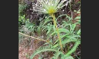 Imagem 3: Terreno com água em abundância na região Serra da Canastra, MG