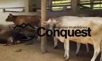 Imagem 4: Linda Fazenda Mista, 12 hectares totalmente aproveitados e produtivos, Cidade Entre rios M