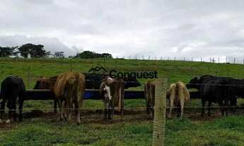 Imagem 5: Linda Fazenda Mista, 12 hectares totalmente aproveitados e produtivos, Cidade Entre rios M