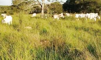 Imagem 5: A&M IMOVEIS VENDE EXELENTE FAZENDA COM 180HECTARES EM PARACATU MG