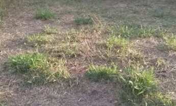 Imagem 2: Pra vender urgente terreno em Nazaré pta