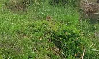 Imagem: Terreno para chácara em Juquiá