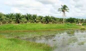 Imagem 6: Imovel Rural de 177 hectares com plantação de coqueiros e ampla casa com piscina