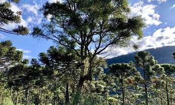 Imagem 2: Sítio em Urubici/ Terrenos em Urubici