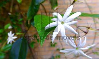 Imagem 3: Casa maravilhosa com belo paisagismo