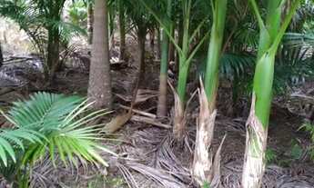 Imagem 7: Área Rural para Venda em Nova Trento / SC no bairro Serravel