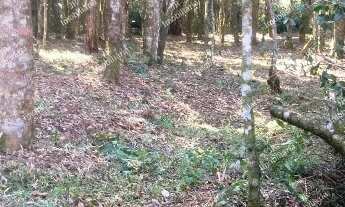 Imagem 3: Excelente Chácara Sem Benfeitorias