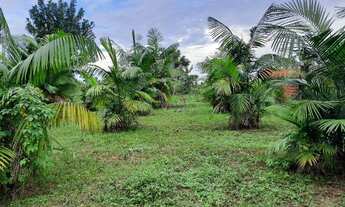 Imagem: Vendo Terreno Rural com plantação de açaí