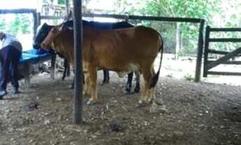 Imagem 3: Sítio em Edilandia GO