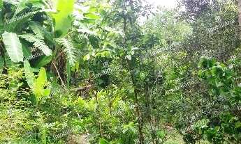 Imagem 5: Excelente Chácara