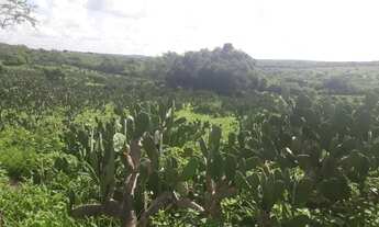 Imagem 5: Excelente Fazenda com 137 hectares a um km centro de São Pedro do Potengi