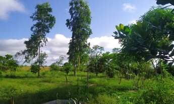 Imagem 7: Vendo lindo sitio propicio à cultura de soja