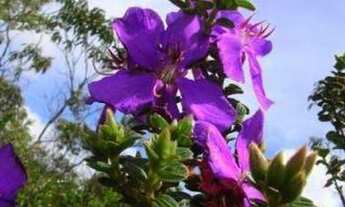 Imagem 3: Lotes Nova Lima MG- Vale Do Sol