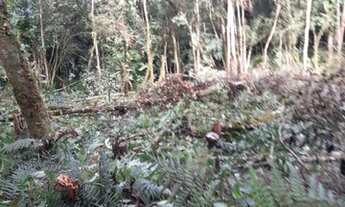 Imagem 3: Vende - se Sítio em Juquitiba