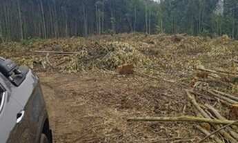Imagem 4: Lote/Terreno para venda em Salesópolis-SP, futuro conjunto de chácaras
