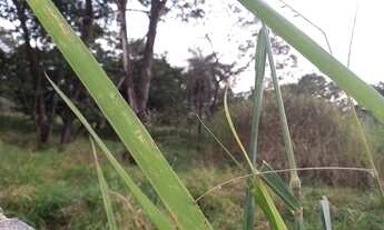 Imagem 5: LAGOA SANTA - Loteamento/Condomínio - Joá