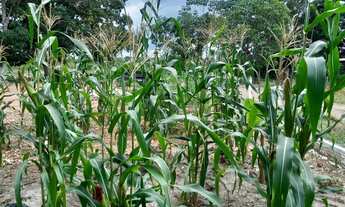 Imagem 4: Vendo chácara em Santo Antônio do Leverger