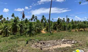 Imagem 6: Fazenda c/ 77 Hectares de Coco Seco à Venda no Conde Bahia - Região de Cultivo do Coco ent