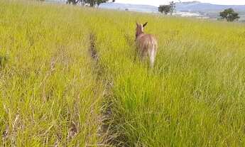 Imagem 3: Fazenda com 266 hectares - A 38 km de Franca - SP