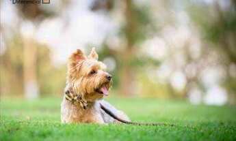 Imagem 7: Studio com 1 dormitório à venda, 26 m² por R$ 230.000,00 - Cristo Rei - Curitiba/PR