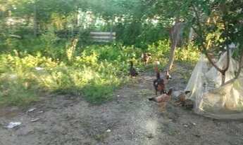 Imagem 2: Vendo chácara em São Miguel do Passa Quatro barato