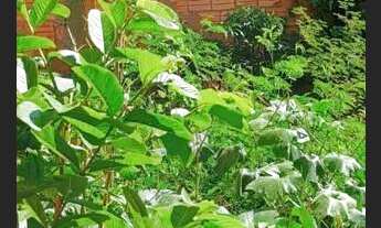 Imagem: Oportunidade pra investimento ou construção!!!Bairro