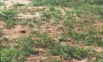 Imagem 2: Terreno em Uchoa SP