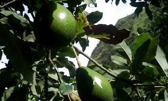 Imagem 4: Vendo Sítio em Maria Mendonça, 4 Distrito, Trajano de Moraes