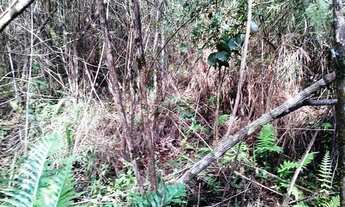 Imagem 6: Excelente Chacara