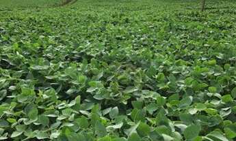 Imagem 3: Fazenda à venda, 459800 m² por R$ 4.400.000,00 - Menino Deus - Pato Branco/PR