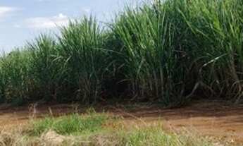 Imagem 6: Fazenda/Sítio/Chácara para venda possui 338800 metros quadrados em Zona Rural - Tietê - SP