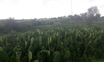 Imagem 2: Excelente Fazenda com 137 hectares a um km centro de São Pedro do Potengi