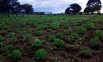 Imagem 2: Fazenda/Sítio/Chácara para venda tem 2500 metros quadrados com 1 quarto em Centro - Joinvi