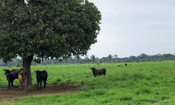 Imagem 5: Fazenda em Arapoema TO (Araguaína) 1.060 alqueirão formado em Pasto