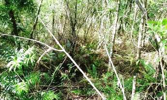 Imagem 3: Excelente Chacara