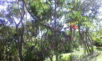 Imagem 7: Terreno,VENDA,Vargem Grande,Florianópolis-COD2134