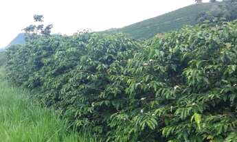 Imagem 3: Fazenda de café orgânico no sul de Minas