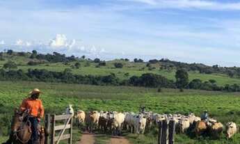 Imagem 7: Fazenda em Arapoema TO (Araguaína) 1.060 alqueirão formado em Pasto