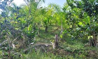 Imagem 6: Sítio 5 alqueires, Pomar, Casa ( Willian Ricardo