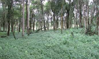 Imagem 2: Terreno para Venda em Colombo, Das Graças, 1 banheiro
