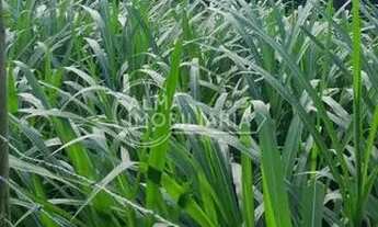 Imagem 7: Fazenda em 390.000m² Abrantes, Camaçari/Ba