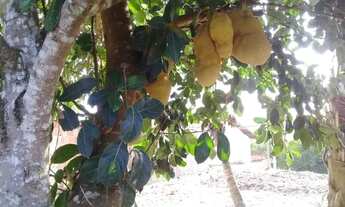 Imagem 5: Vende-se terreno para chácara